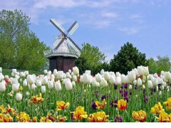 荷兰市场投资攻略，外国人如何注册公司？